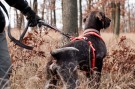 Ved festet er det et eget håndtak i tilfelle du behøver å holde hunden nært deg. thumbnail