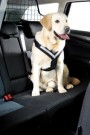 Allsafe Harness thumbnail